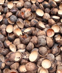 Palm Kernel Shell: Bahan Bakar Biomassa Unggulan dari Indonesia